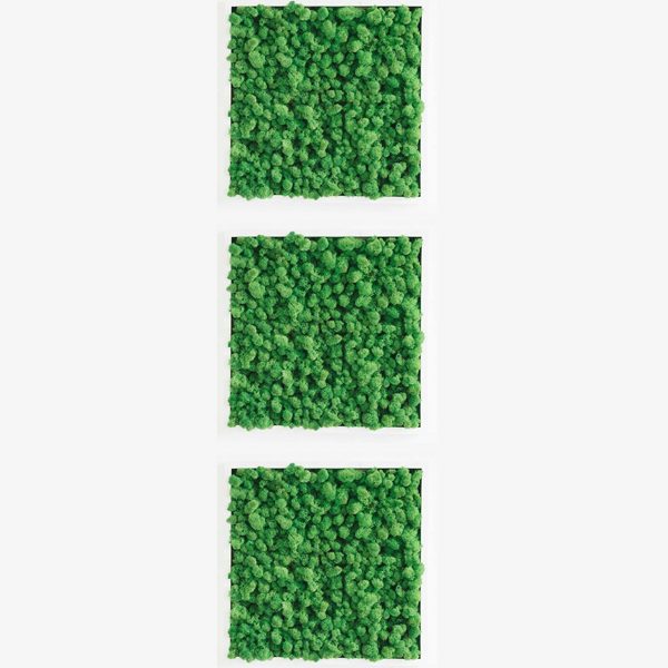 GreenCityLive - Moosbild Islandmoos 3er Set hellgrün