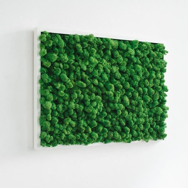 GreenCityLive - Moosbild Islandmoos hellgrün
