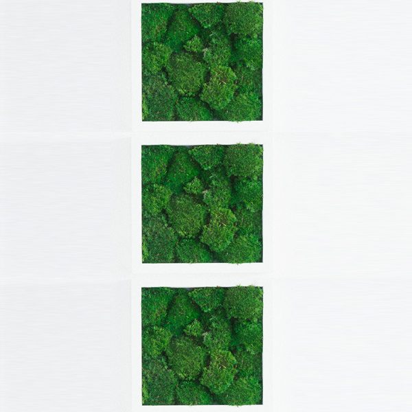 GreenCityLive - Moosbild Polstermoos 3er Set