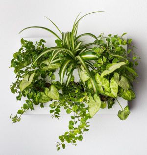 GreenCityLive - Pflanzenbild Rahmen DIY
