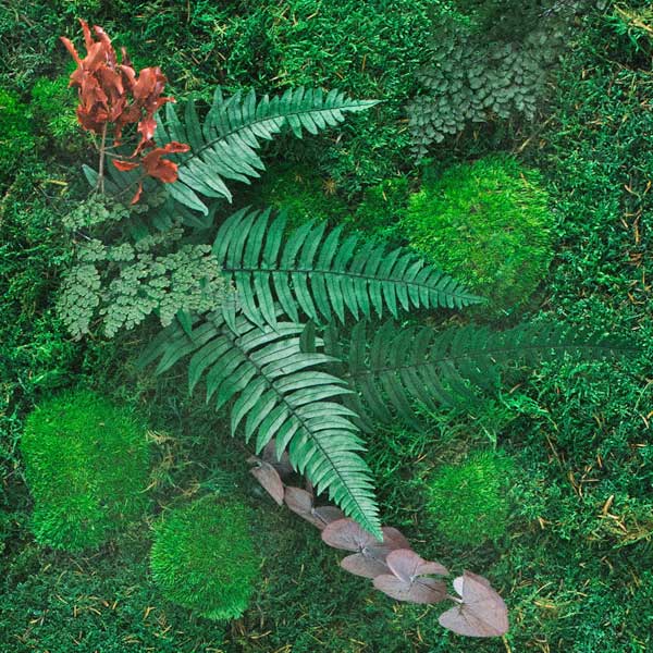 Akzent Pflanzenbild - individuelle Anfertigung | Green City Live